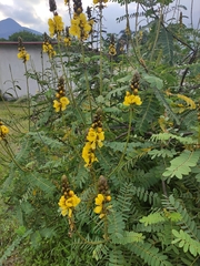 Senna didymobotrya