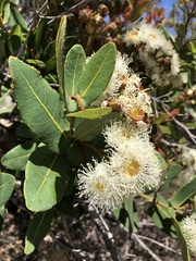 Angophora hispida