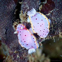 Hypselodoris bennetti