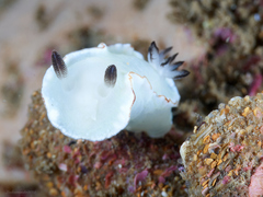 Glossodoris angasi
