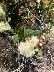 Angophora hispida