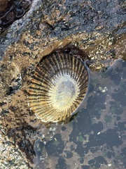 Cellana