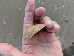 Paphia inflata