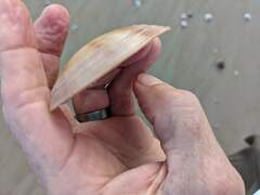 Paphia inflata