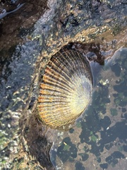 Cellana