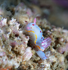 Hypselodoris bennetti