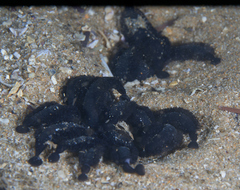 Branchellion borealis