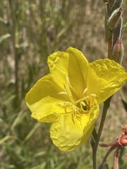 Oenothera stricta