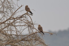 Falco rupicoloides