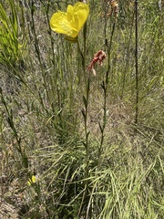 Oenothera stricta