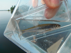 Notropis volucellus