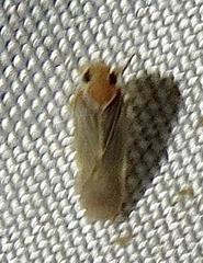 Plectoderini