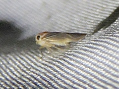 Plectoderini