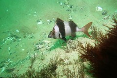 Pseudogoniistius nigripes