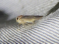 Plectoderini
