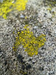 Candelariella