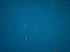 Sepioteuthis australis