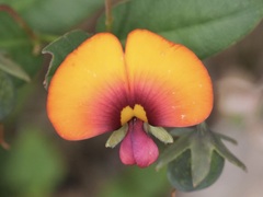 Gompholobium ovatum