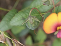 Gompholobium ovatum