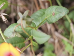 Gompholobium ovatum