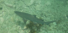Carcharias taurus
