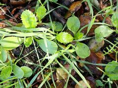 Carduus pycnocephalus