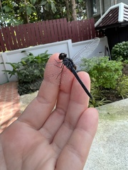 Indothemis carnatica