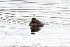 Tachybaptus ruficollis capensis