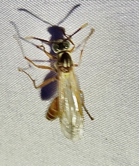 Apoica pallida