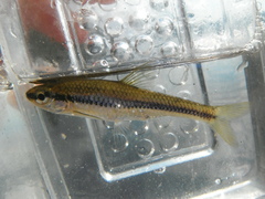 Notropis heterodon