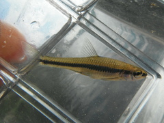 Notropis heterodon