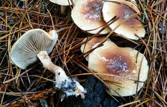 Pholiota velaglutinosa