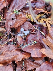 Strobilurus trullisatus