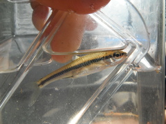 Notropis heterodon