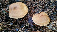 Suillus lakei