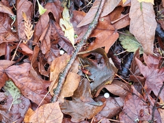 Strobilurus trullisatus