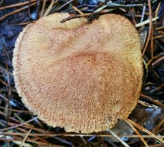 Suillus lakei
