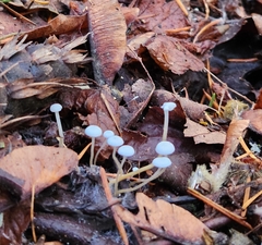 Strobilurus trullisatus