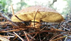 Suillus lakei