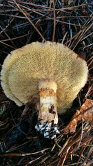 Suillus lakei