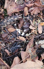 Strobilurus trullisatus