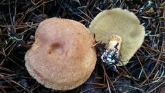 Suillus lakei