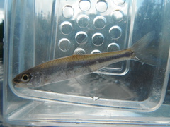 Notropis volucellus