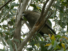 Strepera versicolor versicolor
