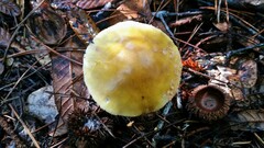 Amanita augusta