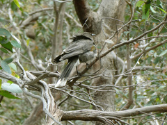 Strepera versicolor versicolor