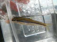 Notropis heterodon