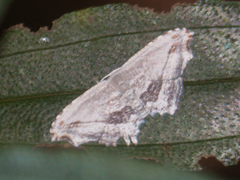 Rhombophylla edentata