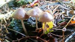 Mycena maculata