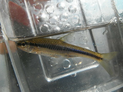 Notropis heterodon